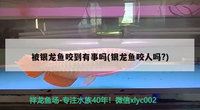 被銀龍魚咬到有事嗎(銀龍魚咬人嗎?)龍魚咬人現象解析，安全指南