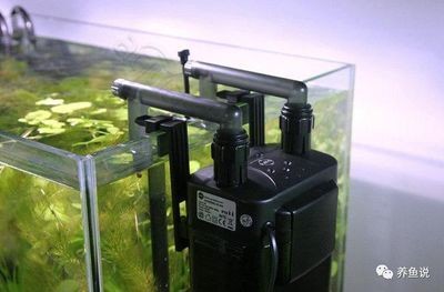側濾魚缸過濾效果好嗎知乎，濾魚缸過濾效果顯著，知乎用戶深度