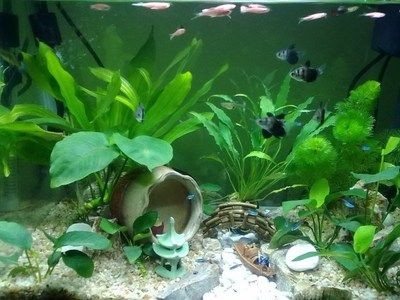 大魚缸養小魚群視頻：大魚視頻播放器，魚缸養小魚群，探索壯觀的水下