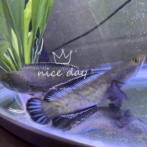 奶茶雷龍魚(yú)好養(yǎng)嗎怎么養(yǎng)活，奶茶雷龍魚(yú)的養(yǎng)護(hù)之道，輕松養(yǎng)出健康好魚(yú)