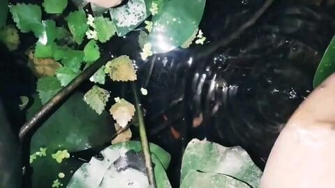純生態魚缸帶陸地：生態缸的種類與選擇，生態缸，純生態魚缸與陸地的