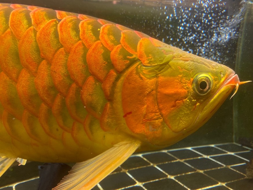 大神們，幫看看這條龍魚是公還是母，魚性別鑒定，專家揭秘如何辨別龍魚的公母特征