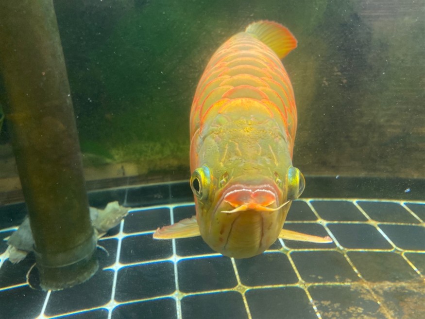 大神們，幫看看這條龍魚是公還是母，魚性別鑒定，專家揭秘如何辨別龍魚的公母特征