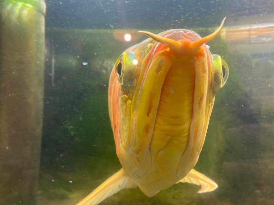 大神們，幫看看這條龍魚是公還是母，魚性別鑒定，專家揭秘如何辨別龍魚的公母特征