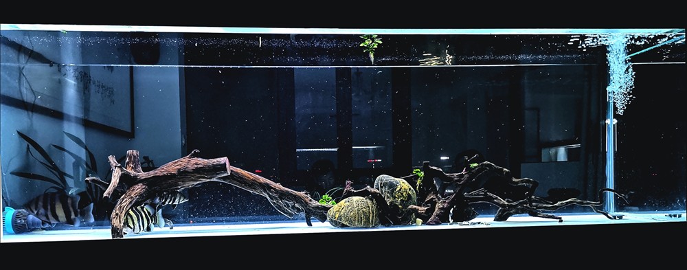 虎魚的世界，虎魚的神秘世界，色彩斑斕的