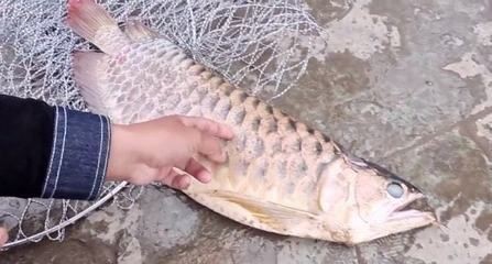 龍魚吃死魚嗎，魚的食性揭秘，是否吃死