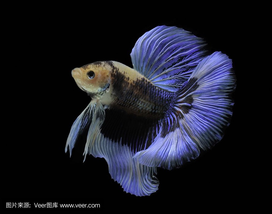 1.2米魚缸養幾條薩伊藍魚好：1.2米的魚缸養幾條薩伊藍魚好？2米魚缸養幾條薩伊藍魚好？探索適宜