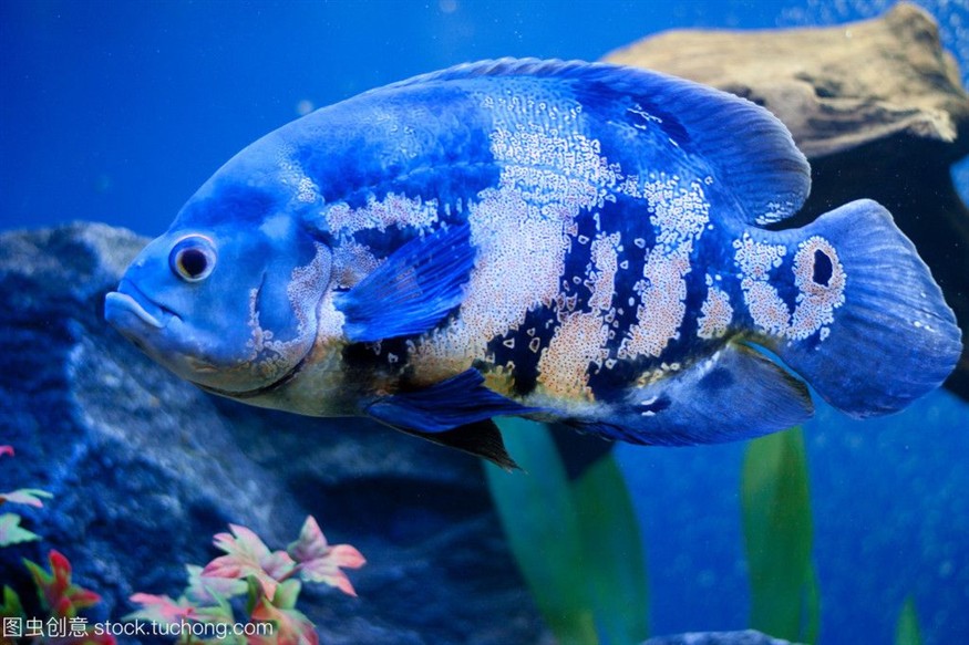 1.2米魚缸養幾條薩伊藍魚好：1.2米的魚缸養幾條薩伊藍魚好？2米魚缸養幾條薩伊藍魚好？探索適宜