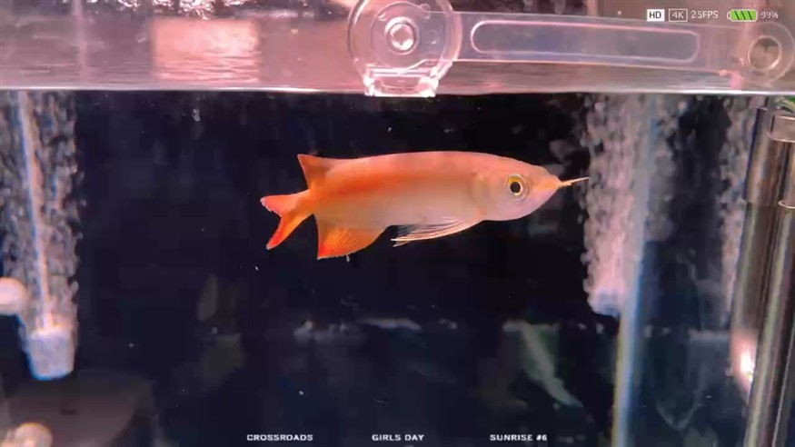 我的三只紅龍小崽子，感覺又要做新缸了，只紅龍小崽子的成長記，
