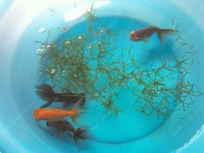 1米2的魚缸適合養什么魚：1.2米的魚缸可以養很多小型魚，也能養一些中型魚，2米魚缸養魚指南，適合小型與中型魚類的選擇