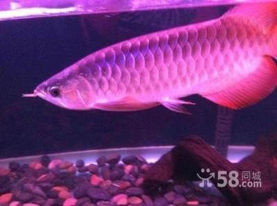 紅龍可以跟什么魚(yú)一起養(yǎng)，龍魚(yú)的完美伴侶，與哪些魚(yú)類(lèi)共游能帶來(lái)最佳 紅龍可以跟什么魚(yú)一起養(yǎng)，龍魚(yú)的完美伴侶，與哪些魚(yú)類(lèi)共游能帶來(lái)最佳 龍魚(yú)百科 第1張