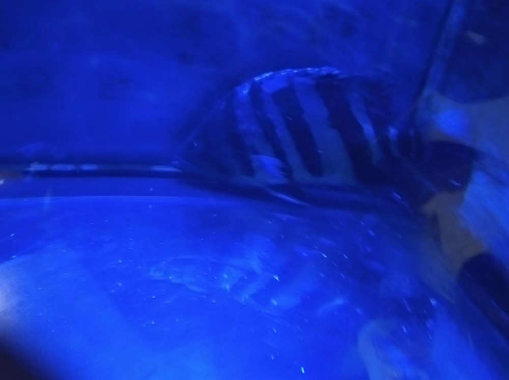這印尼虎魚還有救嗎？在缸里躺著有呼吸，虎魚生命垂危，缸中掙扎求生，呼吸成
