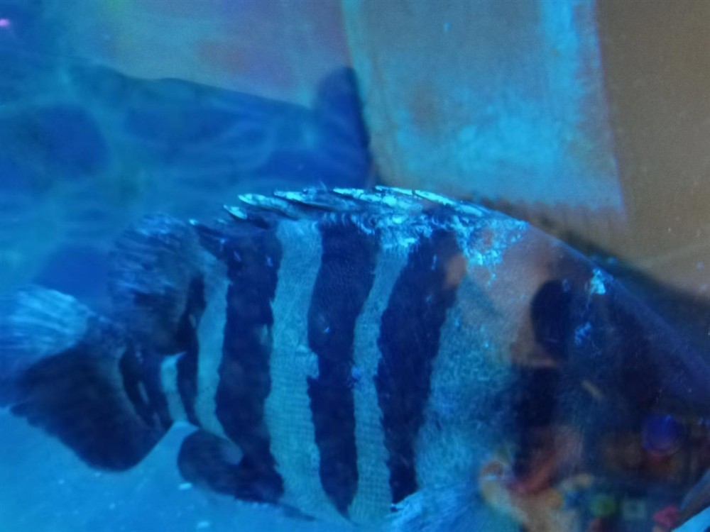 這印尼虎魚還有救嗎？在缸里躺著有呼吸，虎魚生命垂危，缸中掙扎求生，呼吸成