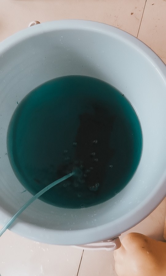 這印尼虎魚還有救嗎？在缸里躺著有呼吸，虎魚生命垂危，缸中掙扎求生，呼吸成