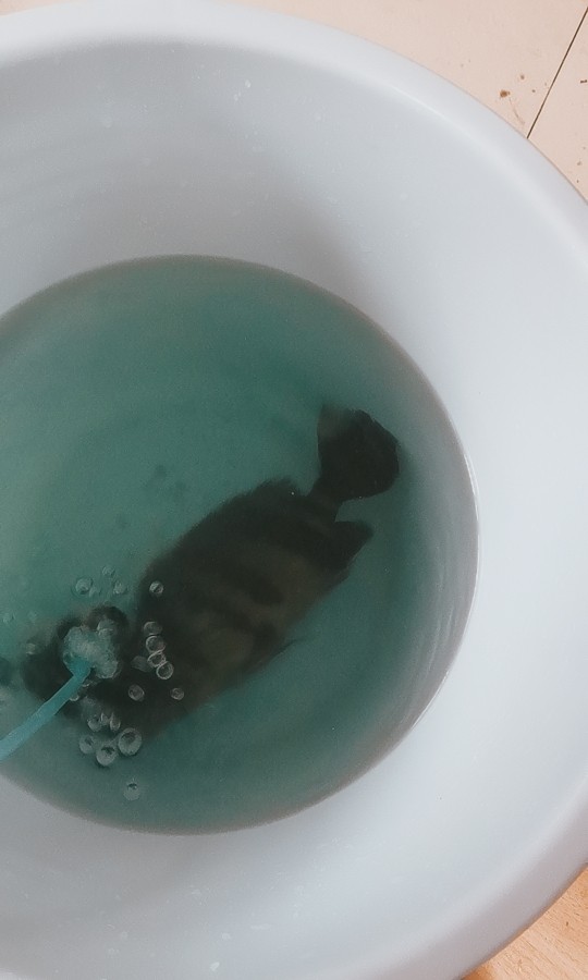 這印尼虎魚還有救嗎？在缸里躺著有呼吸，虎魚生命垂危，缸中掙扎求生，呼吸成