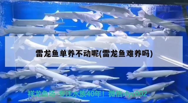 雷龍魚單養不動呢(雷龍魚難養嗎)龍魚養殖難題，單養不動的原因