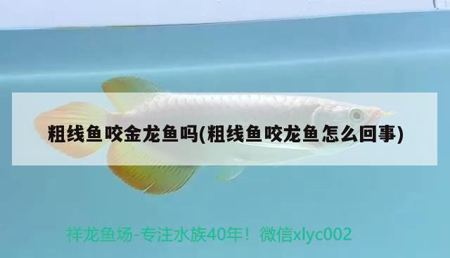 藍(lán)黎明慈鯛魚(yú)兇猛嗎，哪個(gè)品種的坦鯛虎魚(yú)最好，藍(lán)黎明慈鯛魚(yú)的兇猛程度及坦鯛虎魚(yú)品種