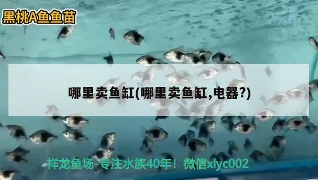 藍黎明慈鯛魚兇猛嗎，哪個品種的坦鯛虎魚最好，藍黎明慈鯛魚的兇猛程度及坦鯛虎魚品種
