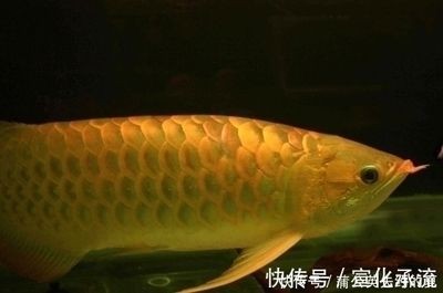 價值百萬的金龍魚是什么，價值連城的金龍魚，珍稀品種