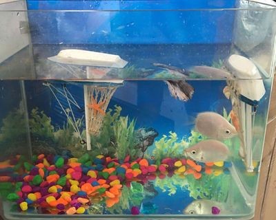 1米2的魚缸用多少底沙：1米2的魚缸用多少底沙比較合適，米2魚缸底沙使用指南，選擇合適數量的底砂以保持水質清潔和美觀