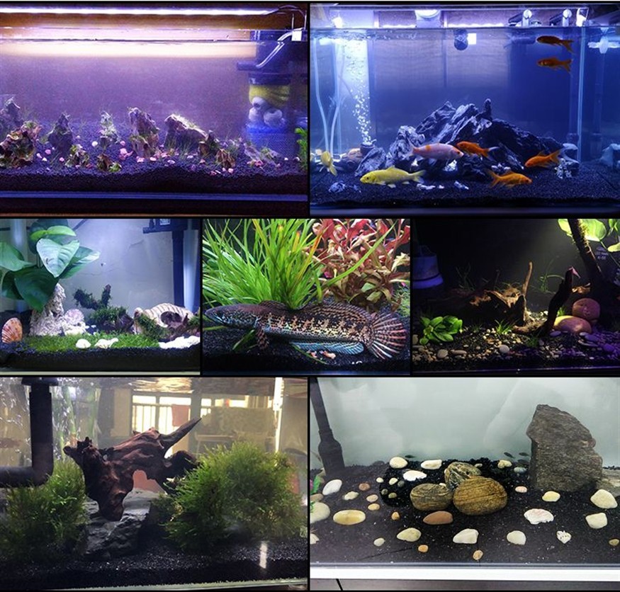 1米2的魚缸用多少底沙：1米2的魚缸用多少底沙比較合適，米2魚缸底沙使用指南，選擇合適數量的底砂以保持水質清潔和美觀