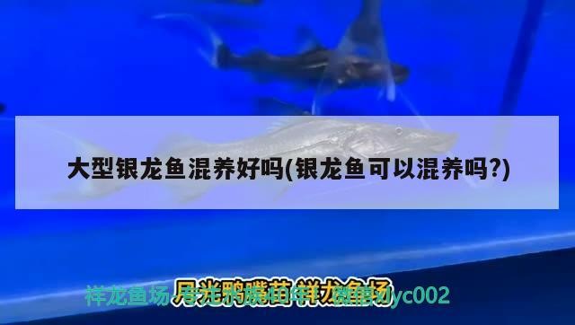 大型銀龍魚混養好嗎(銀龍魚可以混養嗎?)龍魚混養指南，探索大型銀龍魚的養殖可能性