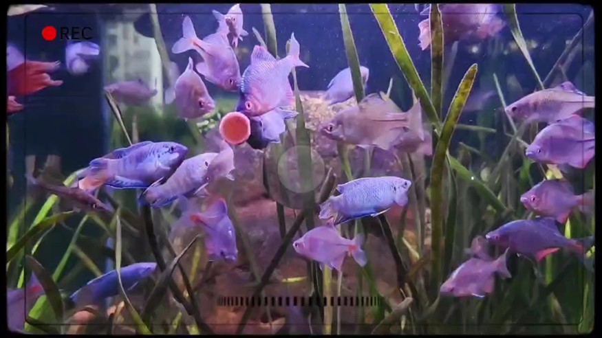 周末魚快，垂釣樂趣，捕捉魚快的完美