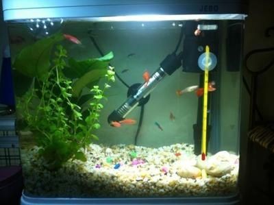 路小雅魚缸，路小雅魚缸品牌口碑對比“路小雅魚缸”口碑對比，小雅魚缸品牌口碑大比拼，消費者評價與市場表現對比