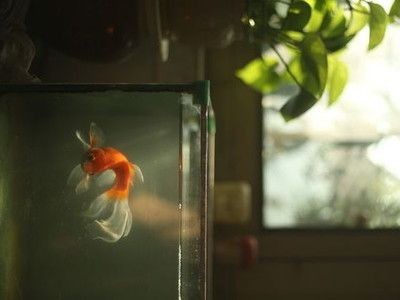路小雅魚缸，路小雅魚缸品牌口碑對比“路小雅魚缸”口碑對比，小雅魚缸品牌口碑大比拼，消費者評價與市場表現對比