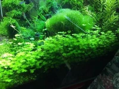 比較好養(yǎng)、好看的魚缸水草：皇冠草的養(yǎng)護方法，草水草的養(yǎng)護指南，輕松打造美觀又易養(yǎng)的