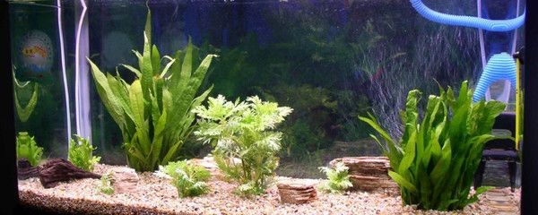 比較好養、好看的魚缸水草：皇冠草的養護方法，草水草的養護指南，輕松打造美觀又易養的