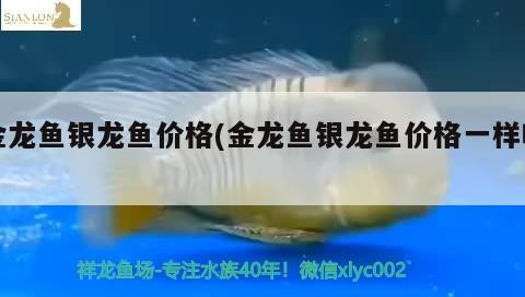 金龍魚銀龍魚價格(金龍魚銀龍魚價格一樣嗎)龍魚與銀龍魚價格對比，