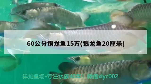 60公分銀龍魚15萬(銀龍魚20厘米)銀龍魚拍賣，20厘米大尺寸，售價高達1