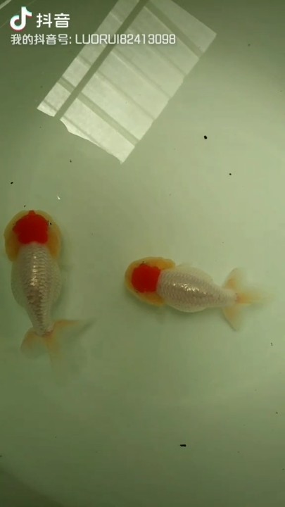 虎頭金魚，紅頂虎頭！頭金魚，紅頂珍品，水中藝術