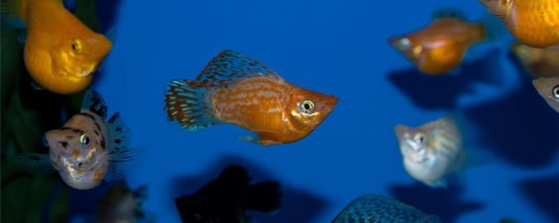 瑪麗魚適合什么水質適合什么水溫，魚的水質與水溫