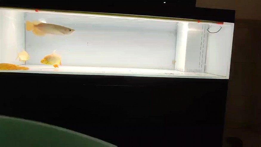 給大魚缸換水的作文:體驗給大魚缸換水的樂趣:體驗給大魚缸換水:給大魚缸換水的作文 食欲不錯,不敢多喂,旺盛卻謹慎,如何平衡喂養(yǎng)與節(jié)制 龍魚論壇 食欲不錯,不敢多喂,旺盛卻謹慎,如何平衡喂養(yǎng)與節(jié)制 食欲不錯,不敢多喂,旺盛卻謹慎,如何平衡喂養(yǎng)與節(jié)制 龍魚論壇