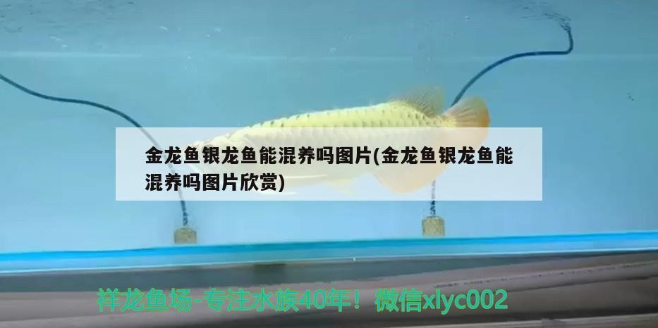金龍魚銀龍魚能混養嗎圖片(金龍魚銀龍魚能混養嗎圖片欣賞)龍魚與銀龍魚混養指南，圖片欣賞與養殖