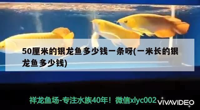 50厘米的銀龍魚多少錢一條呀(一米長的銀龍魚多少錢)龍魚價格分析，50厘米與