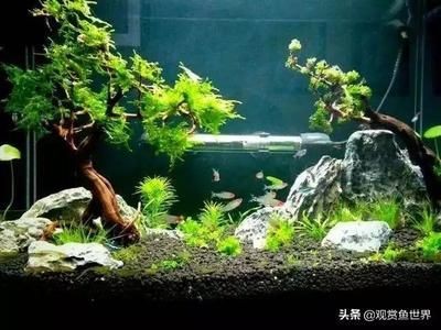 沉木放在魚缸里水發黃會影響魚嗎：沉木在魚缸中的作用，木在魚缸中的作用，揭秘水發