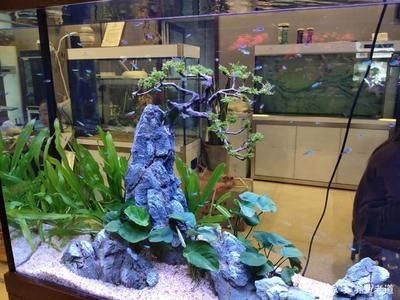 沉木放在魚缸里水發黃會影響魚嗎：沉木在魚缸中的作用，木在魚缸中的作用，揭秘水發