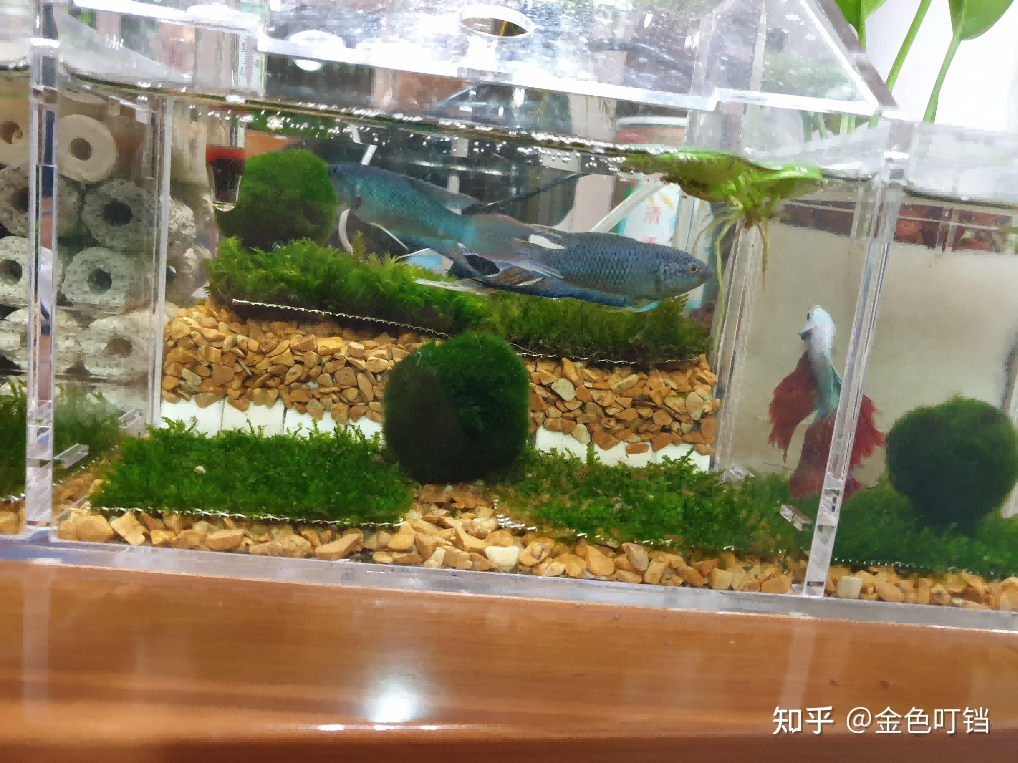 沉木放在魚缸里水發黃會影響魚嗎：沉木在魚缸中的作用，木在魚缸中的作用，揭秘水發