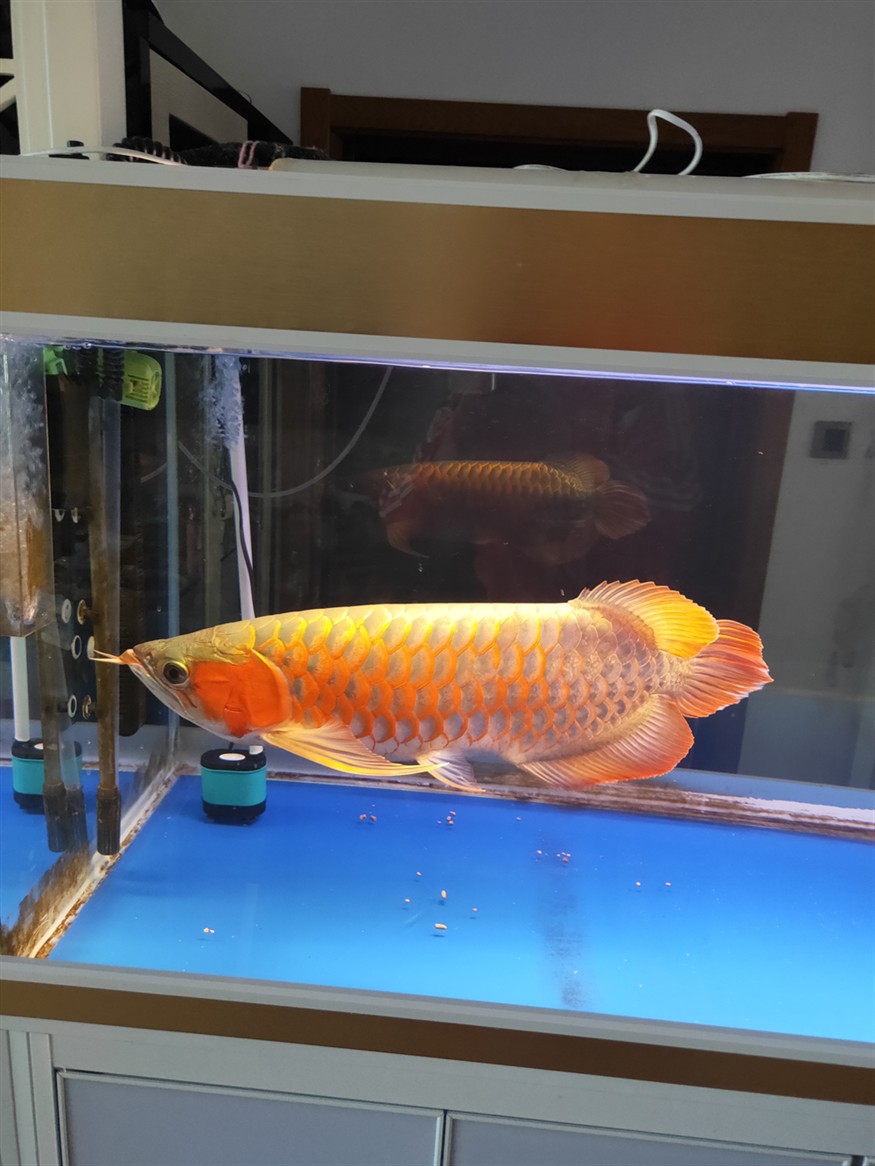 龍魚來啦，魚驚喜現(xiàn)身，社區(qū)居民的歡樂時刻