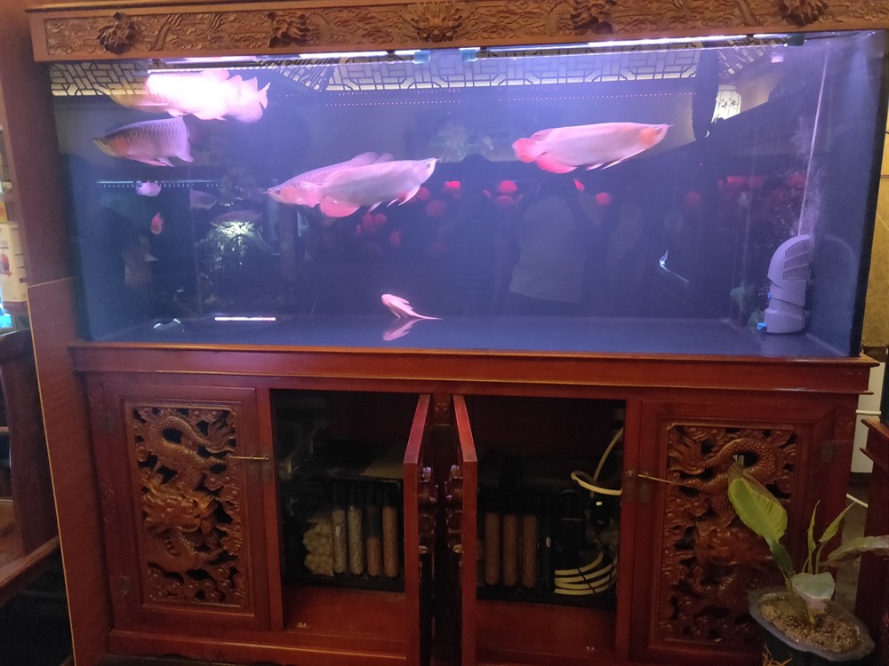龍魚來啦，魚驚喜現(xiàn)身，社區(qū)居民的歡樂時刻
