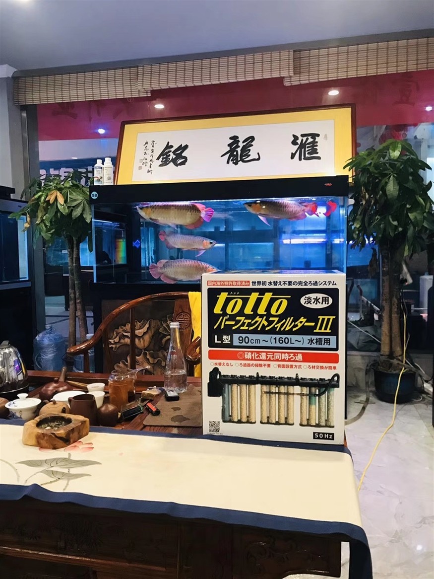 龍魚來啦，魚驚喜現(xiàn)身，社區(qū)居民的歡樂時刻