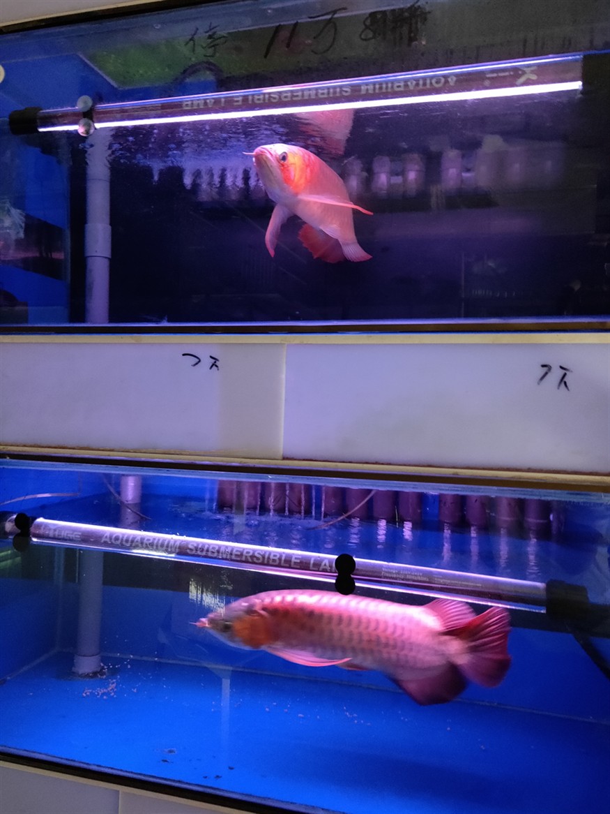 龍魚來啦，魚驚喜現(xiàn)身，社區(qū)居民的歡樂時刻