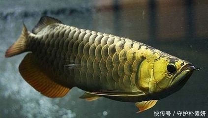 龍魚吃食不猛什么原因造成的，魚進食不積極，探究背后的原因及其