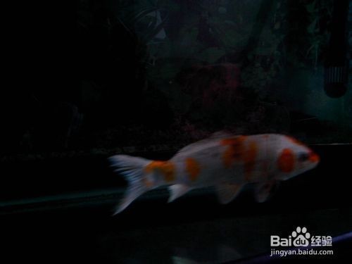 銀龍魚混養視頻大全圖片(紅龍魚銀龍魚混養)龍魚混養技巧大全，紅龍與銀龍的和諧