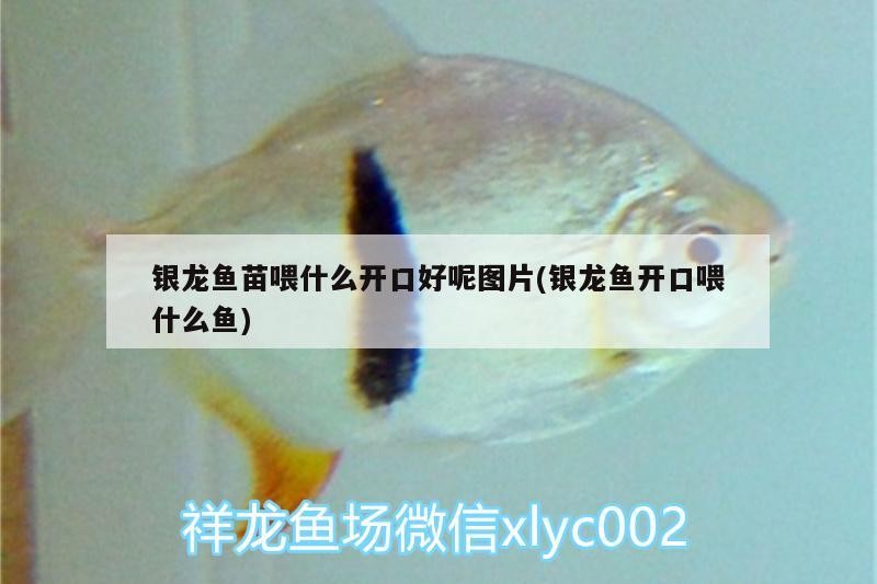 銀龍魚苗喂什么開口好呢圖片(銀龍魚開口喂什么魚)龍魚苗開口喂養(yǎng)指南，選擇正確的