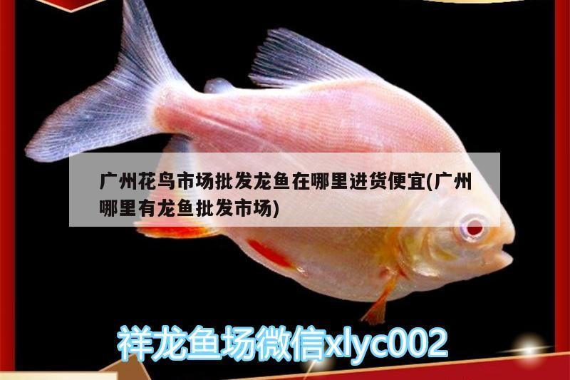 虎魚的營養(yǎng)價值及功效(虎魚有什么營養(yǎng))魚，揭秘其營養(yǎng)價值
