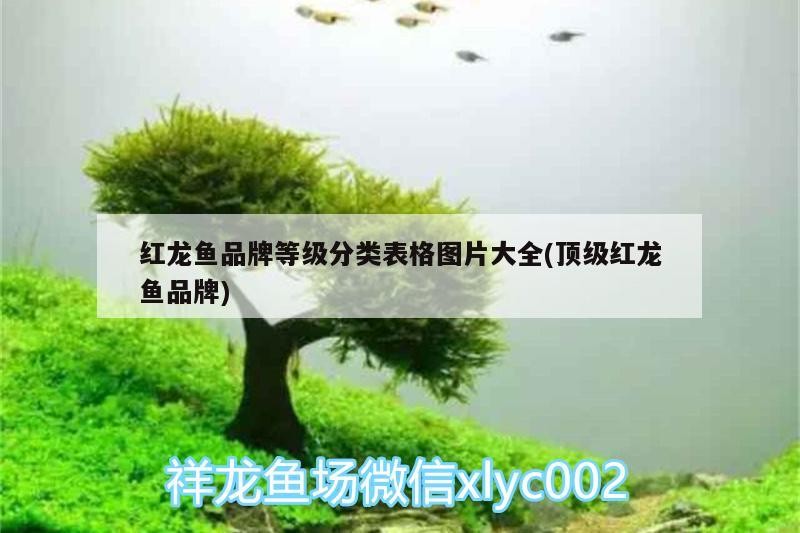 虎魚的營養(yǎng)價值及功效(虎魚有什么營養(yǎng))魚，揭秘其營養(yǎng)價值